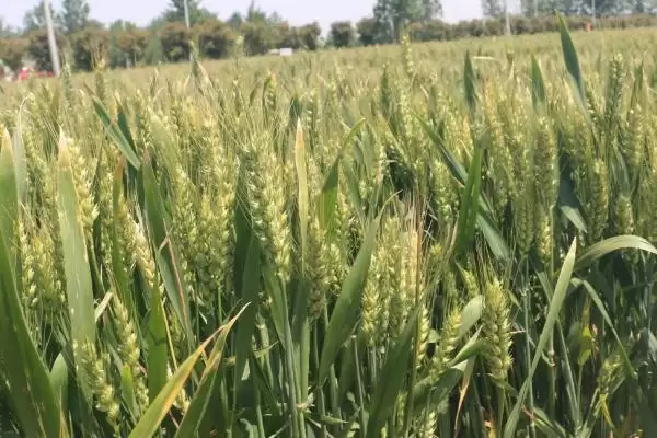 孟麦169小麦种子播期介绍(孟麦169适宜播种期10月上中旬)？插图1
