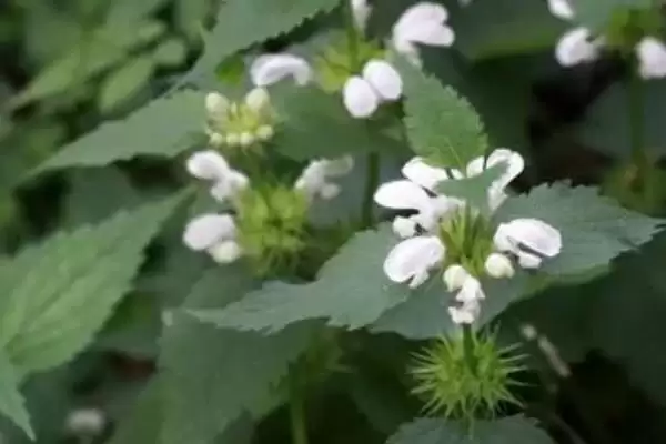 野芝麻介绍(野芝麻属于唇形科、野芝麻属草本植物)?插图3 野芝麻介绍(野芝麻属于唇形科、野芝麻属草本植物)?插图3