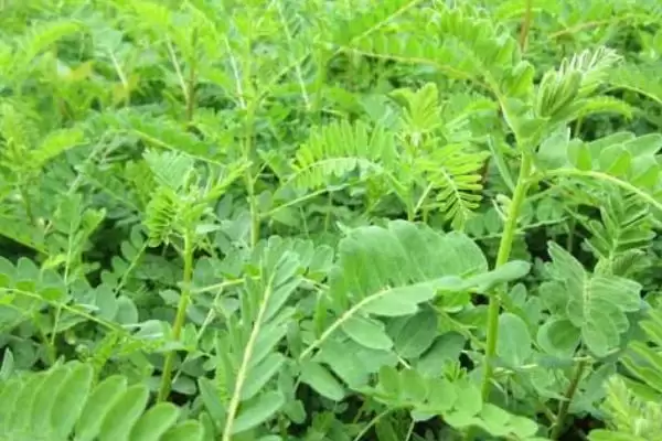 黄芪的管理方法相关要点(黄芪的管理方法,幼苗期至少要间苗2次)?插图2 黄芪的管理方法相关要点(黄芪的管理方法,幼苗期至少要间苗2次)?插图2