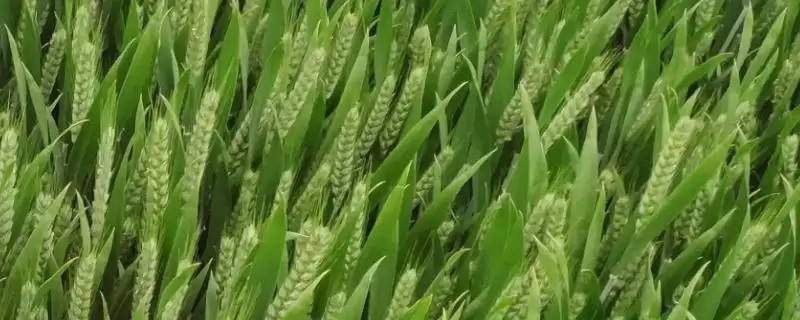 致胜5号小麦品种简介与每亩播量(致胜5号小麦品种简介及每亩播量)？-会东网