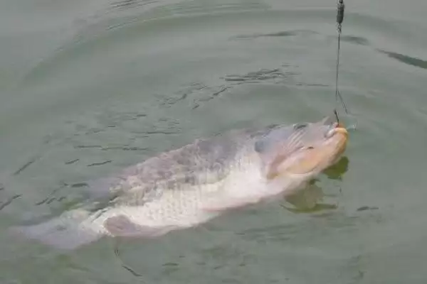 罗非鱼垂钓水层选择(罗非鱼一般以钓底为主)?插图1 罗非鱼垂钓水层选择(罗非鱼一般以钓底为主)?插图1