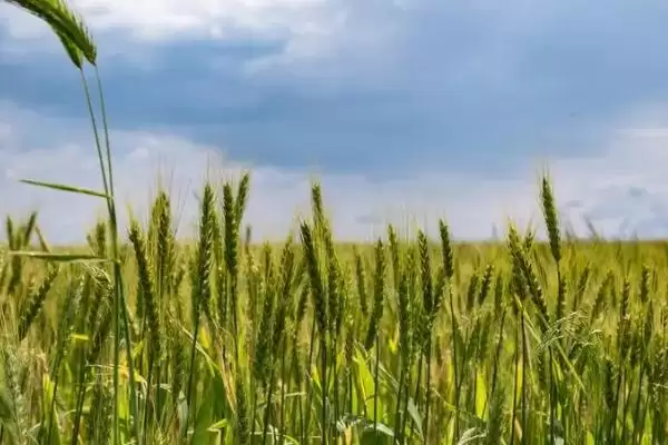 徐麦35小麦种特征特性及半冬性品种(徐麦35小麦种特征及半冬性品种)？插图2