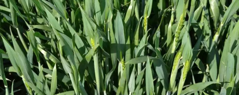 新冬44号小麦种子特点与生育期时长(新冬44号小麦种子特点及生育期)?-会东网