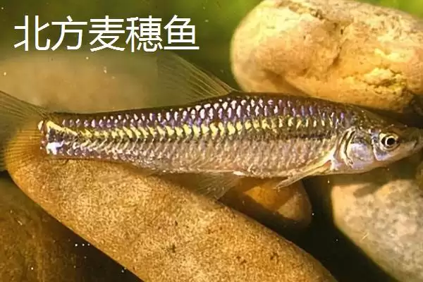 麦穗鱼简介(麦穗鱼是常见的小型淡水鱼类)?插图5 麦穗鱼简介(麦穗鱼是常见的小型淡水鱼类)?插图5