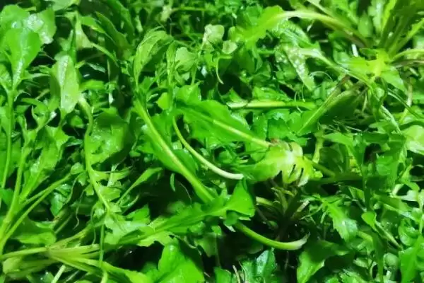 河南野菜的种类相关情况介绍(河南野菜的种类,你吃过哪几种)?插图4 河南野菜的种类相关情况介绍(河南野菜的种类,你吃过哪几种)?插图4