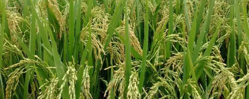 吉粳505水稻品种4月上中旬催芽播种要点(吉粳505水稻品种4月上中旬催芽播种要点)？-会东网