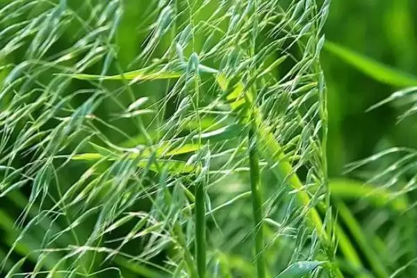 野燕麦食用性及成熟种子食用情况(野燕麦能不能吃及成熟种子食用情况)？插图3