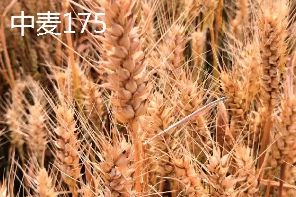 河南麦子品种选择推荐及品种介绍(在河南选择哪个麦子品种好及品种推荐)?插图5 河南麦子品种选择推荐及品种介绍(在河南选择哪个麦子品种好及品种推荐)?插图5