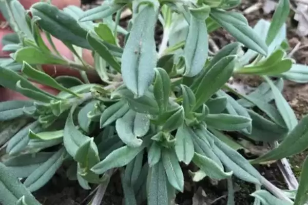 河南野菜的种类相关情况介绍(河南野菜的种类,你吃过哪几种)?插图6 河南野菜的种类相关情况介绍(河南野菜的种类,你吃过哪几种)?插图6