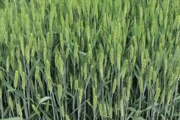 克旱21号小麦品种特性、适宜基本苗数(克旱21号小麦品种的特性，每亩适宜基本苗43万苗左右)？插图1