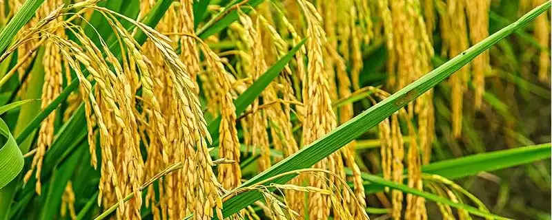 新科稻37水稻品种简介与全生育期时长(新科稻37水稻品种简介及生育期)?-会东网
