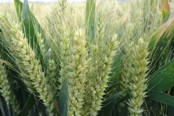 洛旱10小麦品种播量介绍(洛旱10最佳播量每亩8-10kg)?插图3 洛旱10小麦品种播量介绍(洛旱10最佳播量每亩8-10kg)?插图3