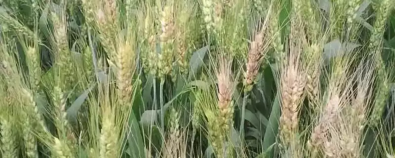 科成麦4号小麦种子情况、全生育期(科成麦4号小麦种子简介，全生育期182天左右)？-会东网
