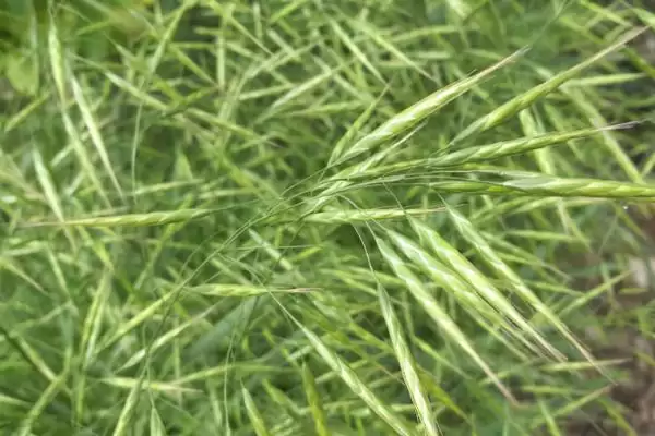 野燕麦食用性及成熟种子食用情况(野燕麦能不能吃及成熟种子食用情况)？插图4