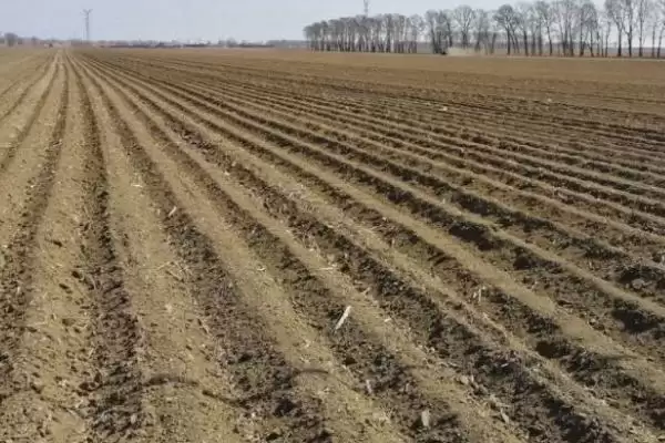 麦冬种子购买渠道介绍(麦冬种子选择正规销售商购买)？插图2