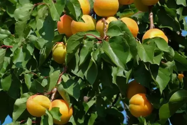 杏树坐果率低原因及品种环境管理因素(杏树坐果率为啥低及相关因素)?插图5 杏树坐果率低原因及品种环境管理因素(杏树坐果率为啥低及相关因素)?插图5