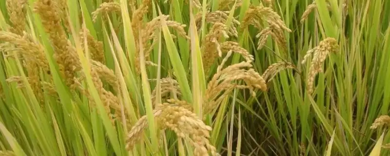 福泰768水稻品种肥力偏低田块适当增加密度(福泰768水稻品种肥力低田块增密度有何意义)？-会东网