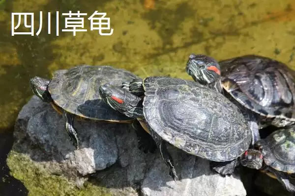 中华草龟分布省份及地区差异情况(中华草龟分布省份及地区差异情况)?插图7 中华草龟分布省份及地区差异情况(中华草龟分布省份及地区差异情况)?插图7