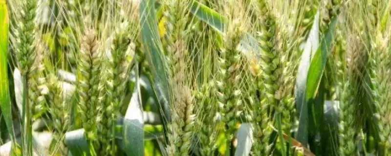 秦育3号小麦种子抗病特性(秦育3号中抗叶锈病和黄矮病)？-会东网