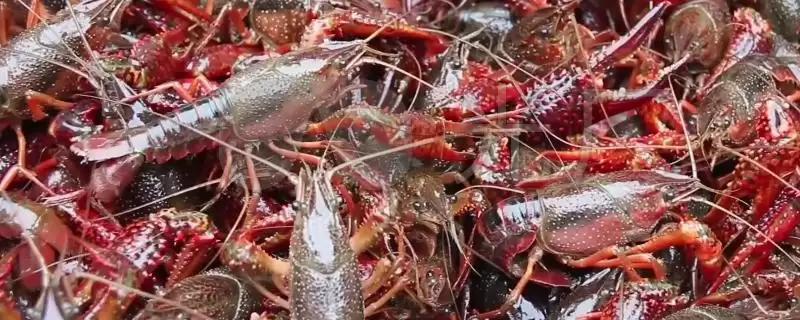 龙虾养殖基地分布介绍(湖南、重庆等地有龙虾养殖基地)?插图 龙虾养殖基地分布介绍(湖南、重庆等地有龙虾养殖基地)?插图