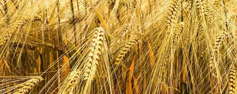 中麦86小麦种子特征特性与杂草蚜虫防治(中麦86小麦种子特征及杂草蚜虫防治)?插图 中麦86小麦种子特征特性与杂草蚜虫防治(中麦86小麦种子特征及杂草蚜虫防治)?插图