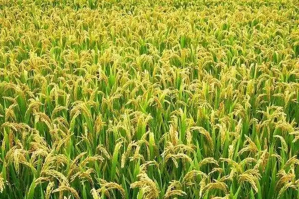 徽粳865水稻种作为中粳常规品种详情(徽粳865水稻种中粳常规品种详情)？插图1