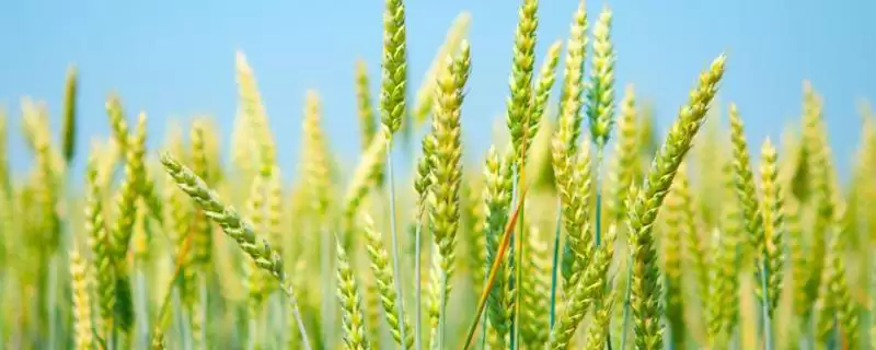 沧麦18小麦品种特性与平均生育期(沧麦18小麦品种特性及平均生育期)？-会东网