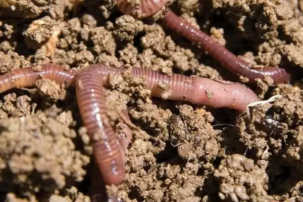 钓鱼用大蚯蚓和小蚯蚓对比(钓鱼用大蚯蚓好还是小蚯蚓好,各有优势)?插图1 钓鱼用大蚯蚓和小蚯蚓对比(钓鱼用大蚯蚓好还是小蚯蚓好,各有优势)?插图1