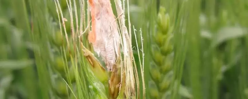 小麦赤霉病症状及病部粉红色霉层表现(小麦赤霉病症状及霉层表现)?插图 小麦赤霉病症状及病部粉红色霉层表现(小麦赤霉病症状及霉层表现)?插图