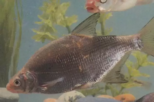 鳊鱼生长大小及常见个体重量情况(鳊鱼能长到多大及常见个体重量)？插图4