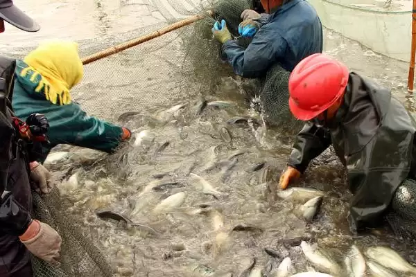 淡水鲈鱼的养殖具体方法(淡水鲈鱼如何养殖,需根据水色和透明度及时加注新水)?插图2 淡水鲈鱼的养殖具体方法(淡水鲈鱼如何养殖,需根据水色和透明度及时加注新水)?插图2