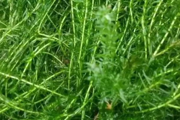 红蝴蝶水草养殖难度相关情况(红蝴蝶水草好不好养,栽培有一定难度)?插图3 红蝴蝶水草养殖难度相关情况(红蝴蝶水草好不好养,栽培有一定难度)?插图3