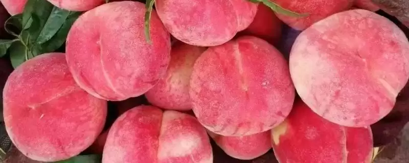 甘肃省天水市的特产水果种类(甘肃省天水市有哪些特产水果，包括秦安蜜桃、秦安苹果、麦积核桃等种类)？-会东网