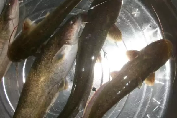 野生鲶鱼重量及与鲶鱼种类关系(野生鲶鱼一般多少斤及与种类关系)?插图2 野生鲶鱼重量及与鲶鱼种类关系(野生鲶鱼一般多少斤及与种类关系)?插图2