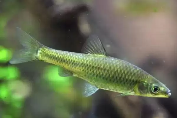 麦穗鱼简介(麦穗鱼是常见的小型淡水鱼)？插图2