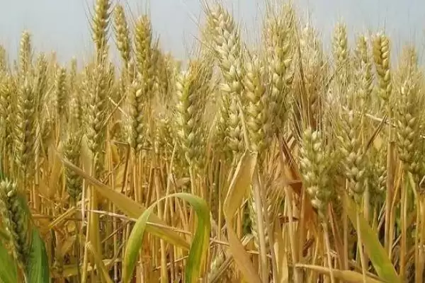 临远8号小麦种子情况及防虫要点(临远8号需防蚜虫)?插图3 临远8号小麦种子情况及防虫要点(临远8号需防蚜虫)?插图3