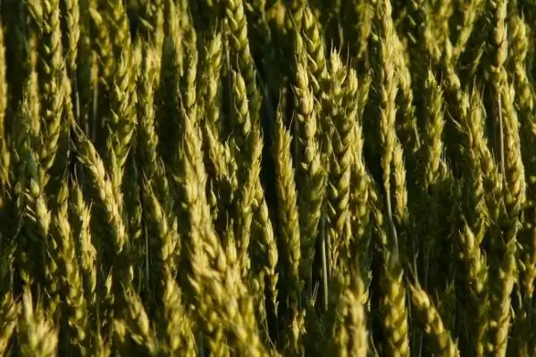 存麦16号小麦种植要点、播种期(存麦16号小麦种植要点,在10月上中旬进行播种)?插图3 存麦16号小麦种植要点、播种期(存麦16号小麦种植要点,在10月上中旬进行播种)?插图3