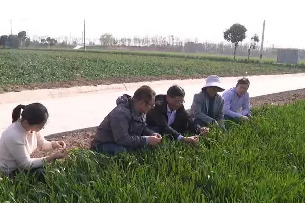 镇麦15品种简介与春性中熟品种特性(镇麦15品种简介及春性中熟品种特性)？插图2