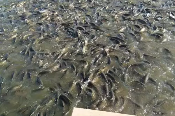 草鱼养殖方法及分级轮养等要点(草鱼如何养殖及分级轮养等要点)?插图4 草鱼养殖方法及分级轮养等要点(草鱼如何养殖及分级轮养等要点)?插图4