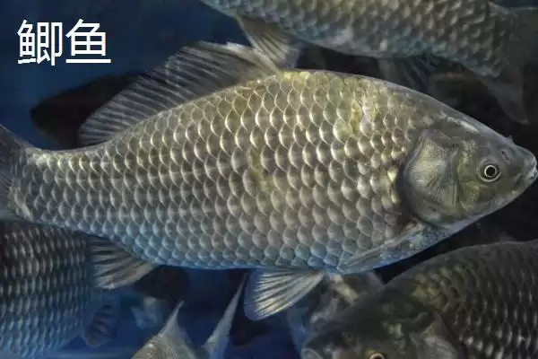 金版九一八饵料情况、适用场景(金版九一八饵料介绍,属于麦香型鱼饵且适合野钓)?插图4 金版九一八饵料情况、适用场景(金版九一八饵料介绍,属于麦香型鱼饵且适合野钓)?插图4