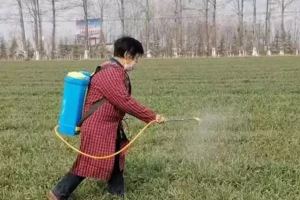 冬天小麦是否需打红蜘蛛药(冬天小麦需要打红蜘蛛药吗,冬天红蜘蛛处于休眠期无需打药防治)?插图2 冬天小麦是否需打红蜘蛛药(冬天小麦需要打红蜘蛛药吗,冬天红蜘蛛处于休眠期无需打药防治)?插图2