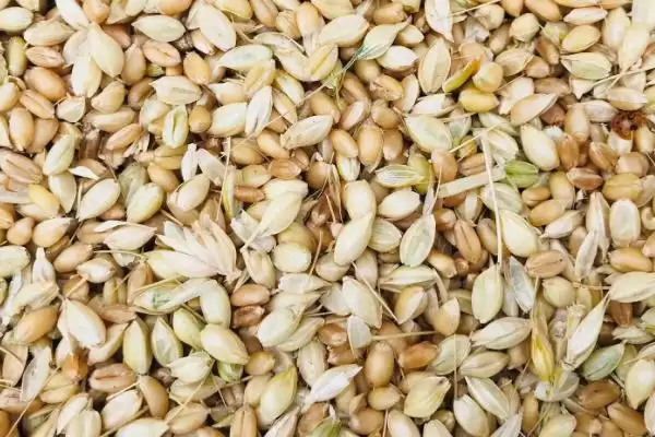 手竿钓白条鱼饵料选择(手竿钓白条鱼可选自然和商品饵料)？插图3