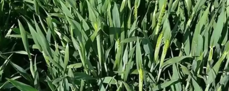 小麦抽穗期能否浇水及适量浇水要点(小麦抽穗期能浇水吗及要点)？-会东网