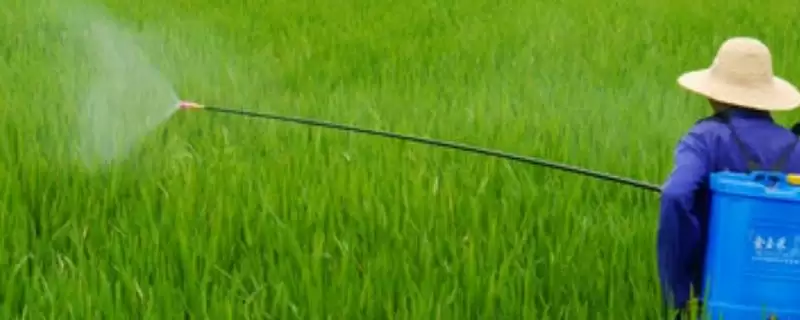 吡唑醚菌酯作用及防治作物病害情况(吡唑醚菌酯有什么作用及防治病害情况)？-会东网