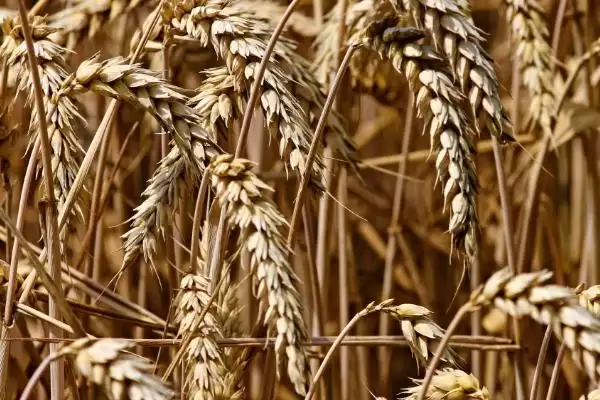 徐麦35特征特性与全生育期时长(徐麦35特征特性及生育期)？插图5