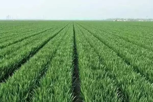 阜航麦1号小麦种子情况、抗病能力(阜航麦1号小麦种子简介，中抗／抗白粉病)？插图3