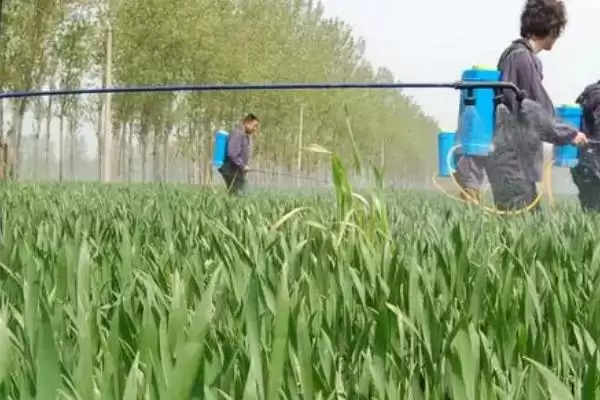 种植冬小麦除草时间及拔节初期用药(种植冬小麦何时除草及拔节初期用药)？插图3