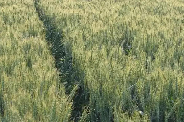 科麦2号小麦品种情况、适宜基本苗数(科麦2号小麦品种简介，每亩适宜基本苗14万—22万)？插图1