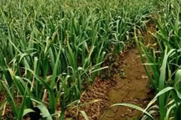 秋大蒜病虫草害防治技术介绍(秋大蒜不同病虫草害防治方法不同)?插图1 秋大蒜病虫草害防治技术介绍(秋大蒜不同病虫草害防治方法不同)?插图1