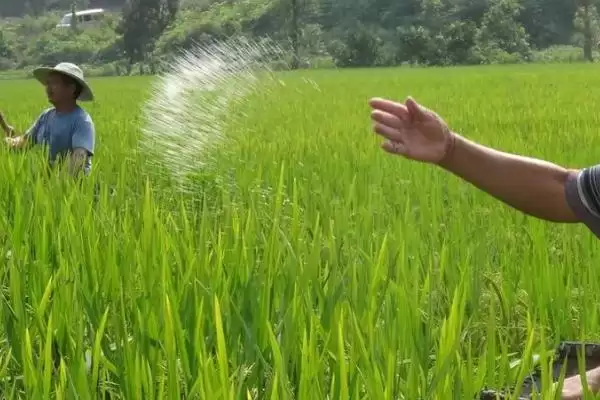 高温天气施肥方法相关要点(高温天气怎么施肥,施肥时间为下午、施肥后要浇水)?插图1 高温天气施肥方法相关要点(高温天气怎么施肥,施肥时间为下午、施肥后要浇水)?插图1